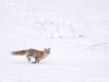 Jura - 14.02.2012