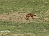 Doubs - 01.04.2012