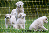 Les chiots débutent leur protocole éducatif - raydelet