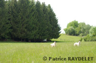 Chiens en alerte, devant le troupeau - raydelet - 33