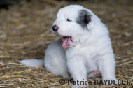 imprégnation des chiots avec le troupeau - raydelet - 6