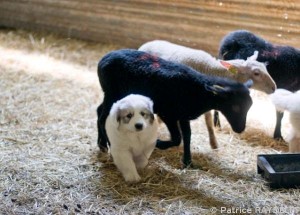 Emma, les moutons et...