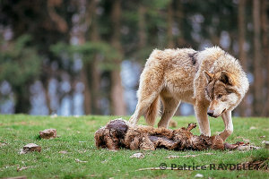 Pour une cohabitation durable avec le loup en France - UICN France