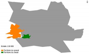 Carte représentant la zone d’étude (en gris) et les territoires des premiers prédateurs équipés de colliers GPS (en orange et vert)