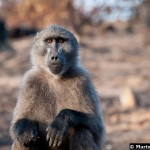 Les babouins peuvent s’avérer de terribles prédateurs de moutons, notamment en période de sécheresse, lorsque baies et pousses se font rares.