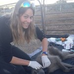 Marion en train de poser un collier GPS à la femelle babouin « Ricotta », qu’elle a capturé au sein d’une ferme dans le Karoo Central.