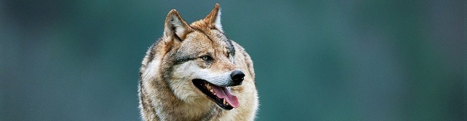 Le loup est toujours une espèce menacée en France