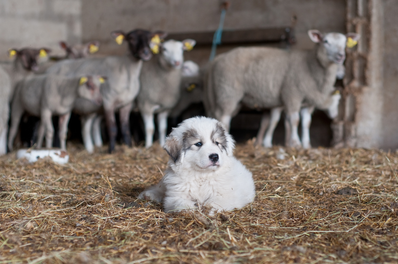 Chiots Patou A Placer Le Pole Grands Predateurs